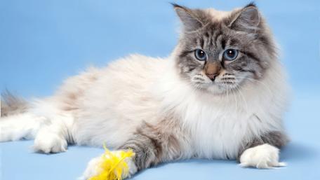 Fluffy Cat Playing with a Yellow Toy wallpaper