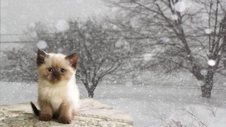 Winter Wonder with a Charming Kitten wallpaper