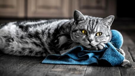 Cozy Cat Resting on a Blanket wallpaper