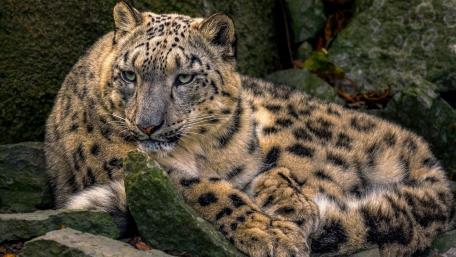 Majestic Snow Leopard Resting on Stones wallpaper