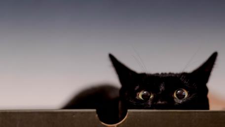 Curious Cat Peeking Wallpaper wallpaper
