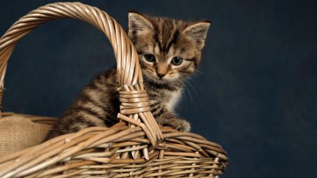 Adorable Kitten in a Basket wallpaper