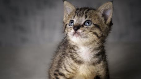 Adorable Tabby Kitten with Striking Blue Eyes wallpaper