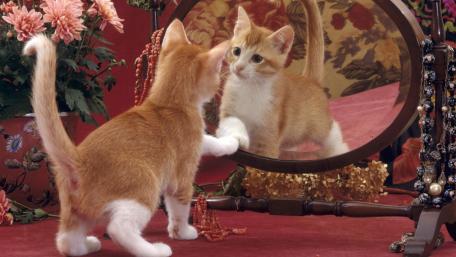 Curious Kitten Gazing at Its Reflection wallpaper