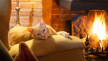 Cozy Cat by the Fireplace wallpaper
