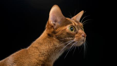 Curious Cat in Profile Shot wallpaper
