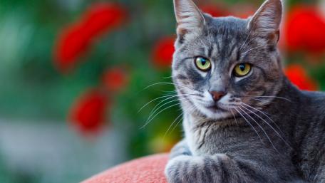 Charming Gray Cat with Striking Green Eyes wallpaper