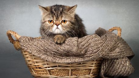 Charming Cat in a Cozy Basket wallpaper