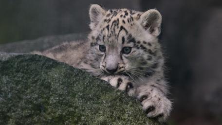 Snow Leopard Cub's Gentle Curiosity wallpaper