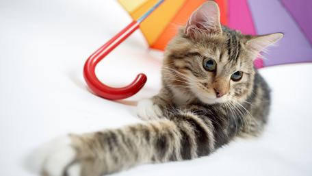Playful Cat Under Colorful Umbrella wallpaper