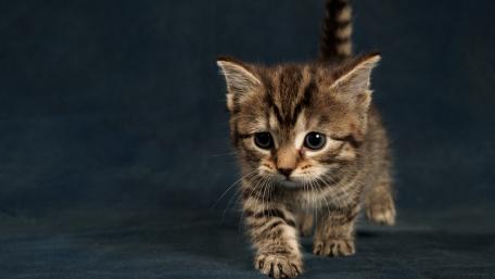 Adorable Kitten Exploring Its Surroundings wallpaper