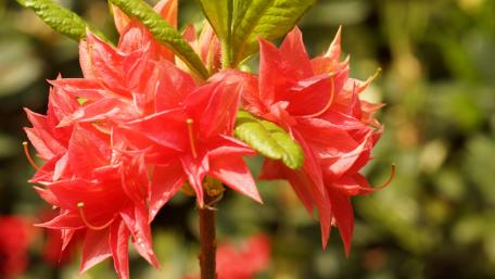Flowers in the garden wallpaper