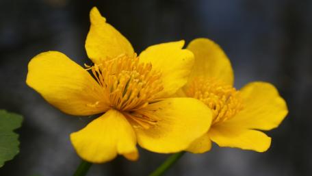 Marsh marigold wallpaper