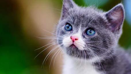 Innocent Gaze of a Blue-Eyed Kitten wallpaper