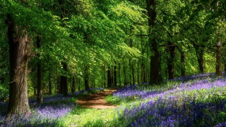 Enchanting Forest Trail Surrounded by Flowers wallpaper