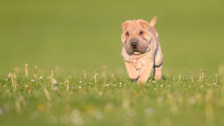 Charming Shar Pei Puppy in a Green Field wallpaper