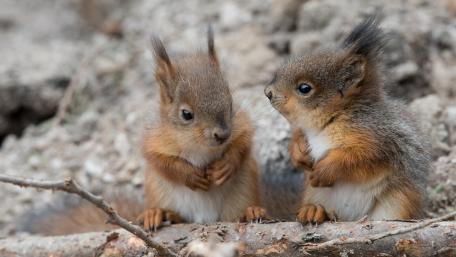 Adorable Squirrels in Nature's Embrace wallpaper
