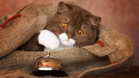 Whimsical Cat Wrapped in a Sack wallpaper