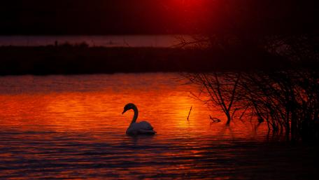 Swan Silhouette by Sunset Reflection wallpaper