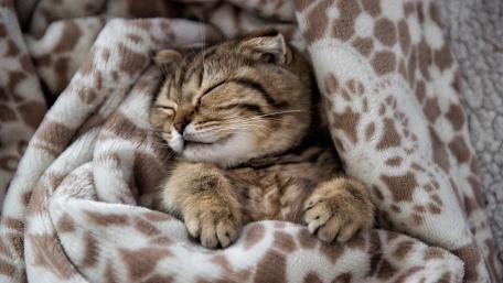 Cozy Cat Nap in Blanket wallpaper