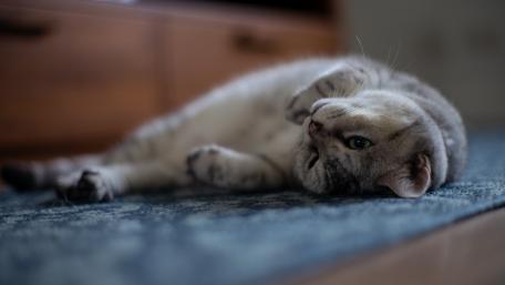 Playful Cat Relaxing on a Cozy Rug wallpaper