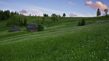 Serene Green Fields Under a Gentle Sky wallpaper