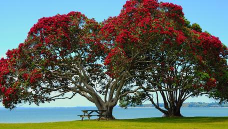 Vibrant Red Tree Beneath a Clear Sky wallpaper