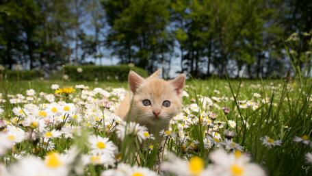 Adorable Kitten in a Flower Field wallpaper