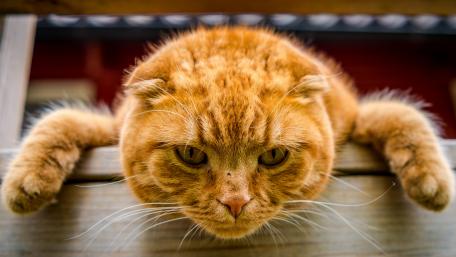Curious Ginger Cat Hanging Around wallpaper