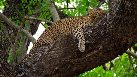 Leopard Relaxing in Lush Greenery wallpaper