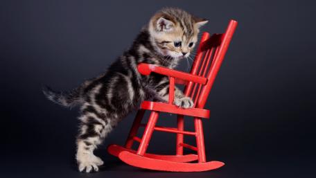 Adorable Kitten and Red Rocking Chair Wallpaper wallpaper