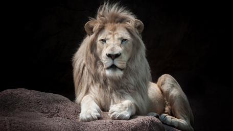 Majestic White Lion in Serenity wallpaper