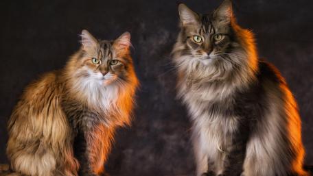 Majestic Cats in Illuminated Elegance wallpaper
