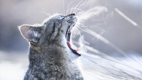 Majestic Cat Portrait in Morning Light wallpaper
