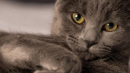 Curious Gray Cat Close-Up Image wallpaper