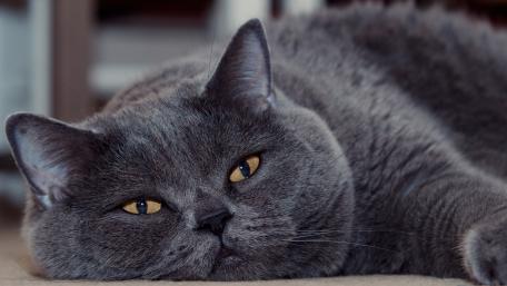 Lazy Gray Cat Relaxing on the Floor wallpaper