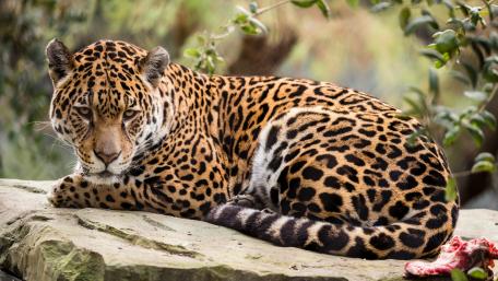 Majestic Jaguar Resting in Nature's Embrace wallpaper