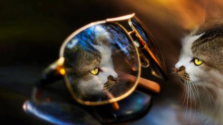 Curious Cat in Reflective Glasses wallpaper