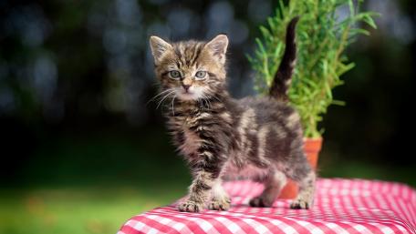 Adorable Playful Kitten on a Table wallpaper