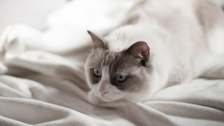 Serene White Cat on Soft Blanket wallpaper