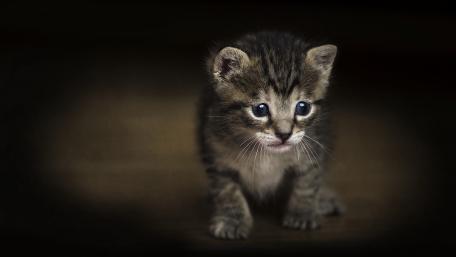 Adorable Playful Kitten in Shadows wallpaper
