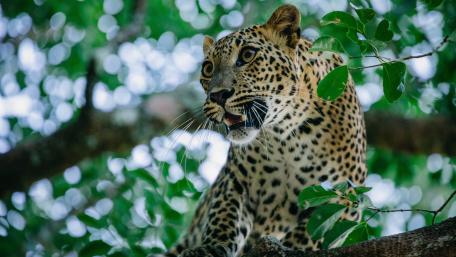 Majestic Leopard in the Wild Treescape wallpaper