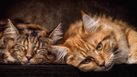 Cozy Companionship of Cats wallpaper