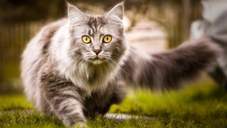 Majestic Grey Cat in Nature's Embrace wallpaper
