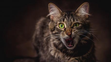 Fierce Feline Portraits Unveiled wallpaper