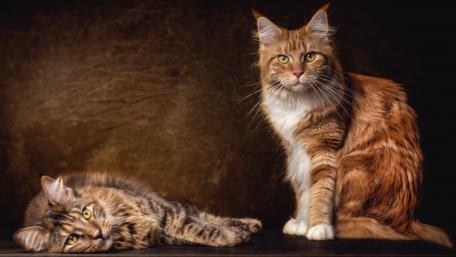 Majestic Cats in Contrast wallpaper