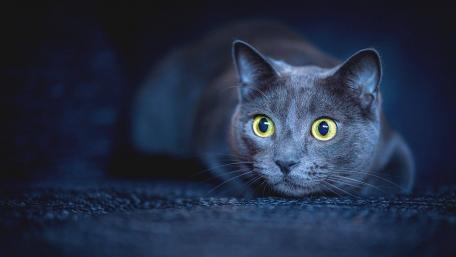 Mystical Cat with Striking Eyes in the Shadows wallpaper