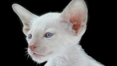 Sleek White Kitten Portrait in Soft Focus wallpaper