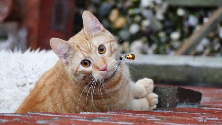 Curious Ginger Cat Relaxing on a Brick Pathway wallpaper