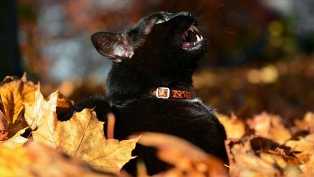 Majestic Black Cat Among Autumn Leaves wallpaper